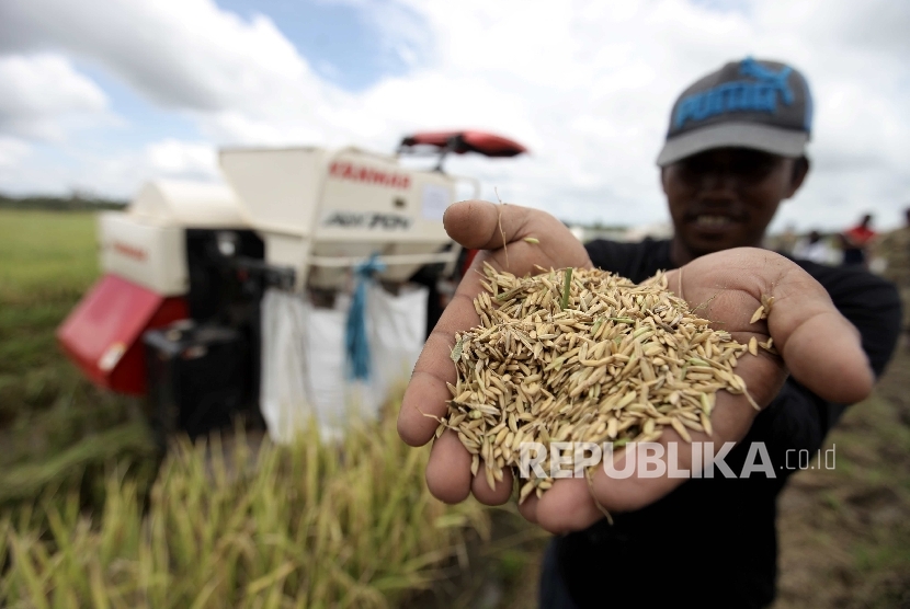 Petani Menujukkan padi hasil panen dengan menggunakan mesin Combine Harvester di Distrik Tanah Miring, Kabupaten Merauke, Papua.