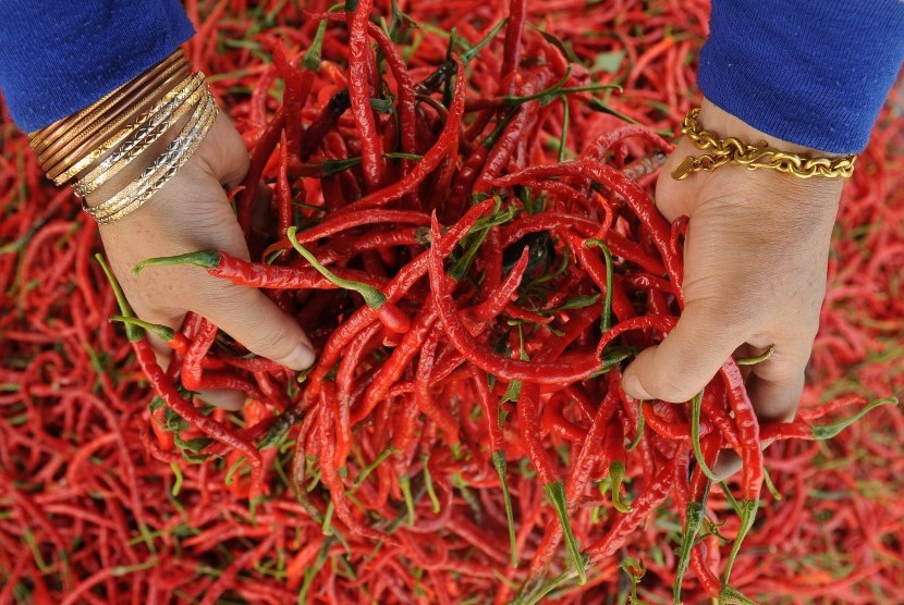 Petani menumpuk buah cabai usai dipanen di Pelompek, Gunung Tujuh, Kerinci, Jambi, Sabtu (4/5/2019).