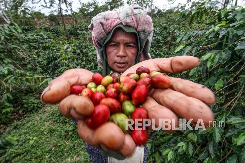 Petani menunjukkan biji kopi saat dipanen di sentra perkebunan kopi Nisam Antara, Kabupaten Aceh Utara, Aceh, Minggu (31/10/2021). 
