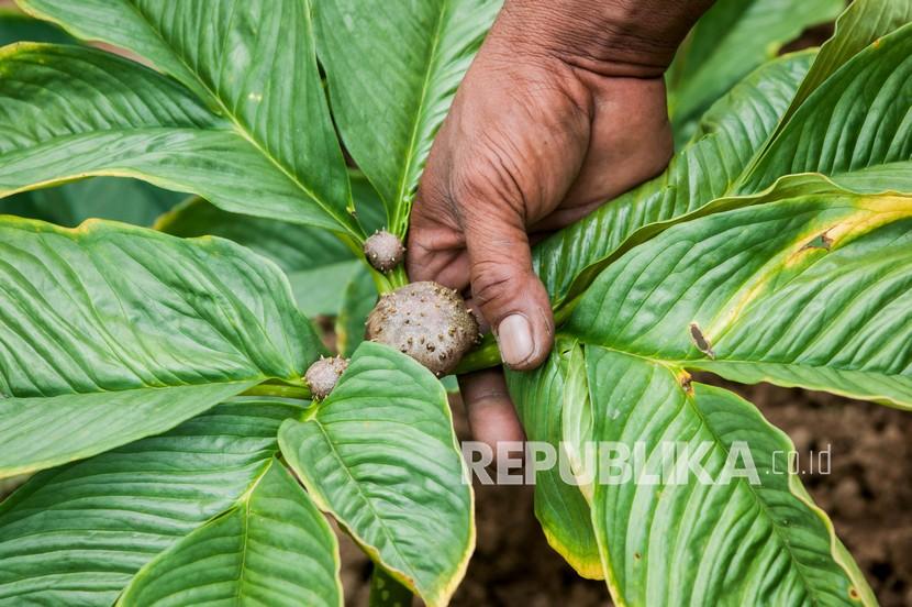 Petani menunjukkan buah katak porang (Amorphophallus muelleri) di Desa Narimbang Mulia, Lebak, Banten. Wamendag sayangkan ekspor produk porang Indonesia harus lewat perantara negara lain