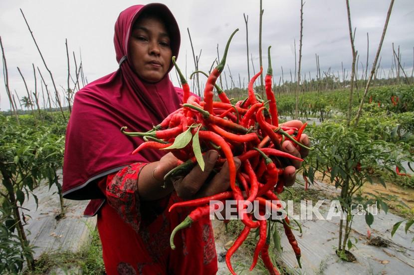 Petani menunjukkan cabai merah saat panen di kebun miliknya. ilustrasi