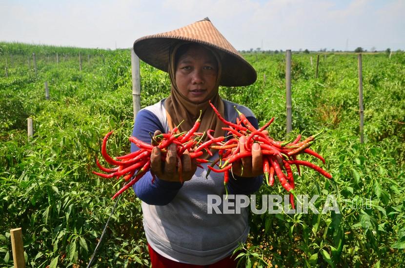 Petani menunjukkan cabai merah saat panen di kebun (ilustrasi). Pemerintah Kabupaten Bangka Tengah, Provinsi Kepulauan Bangka Belitung, telah menyiapkan lahan seluas 50 hektare untuk pembudidayaan cabai merah.