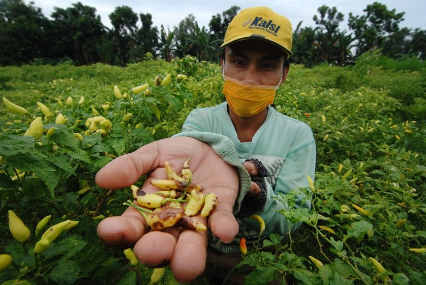 Petani menunjukkan cabai rawit yang rusak di Desa Montok, Larangan, Pamekasan, Jawa Timur, Jumat (6/1). 