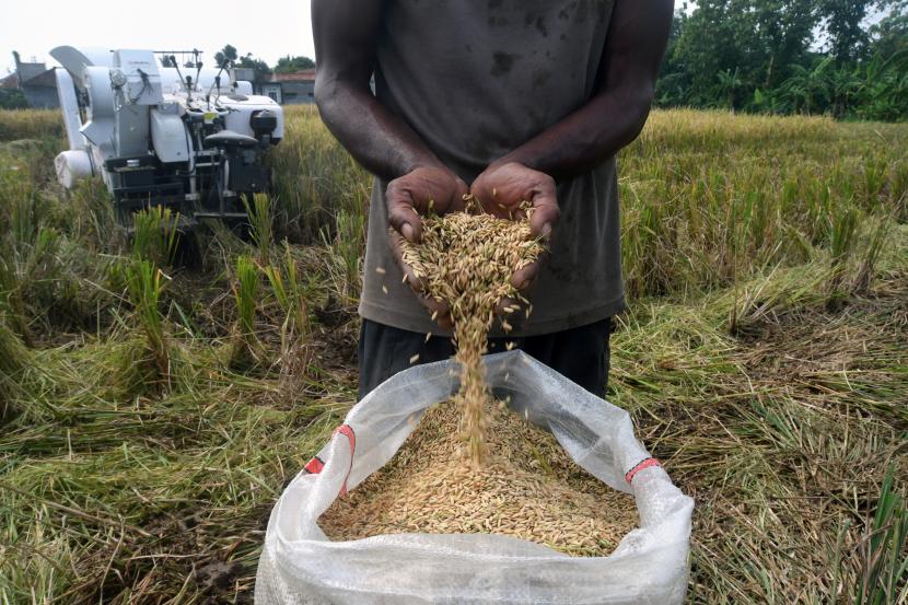 Petani menunjukkan gabah hasil panen, (ilustrasi). Serikat Petani Indonesia (SPI) mengapresiasi langkah Badan Pangan Nasional yang mencabut surat edaran tentang harga pembelian batas atas gabah dan beras. 