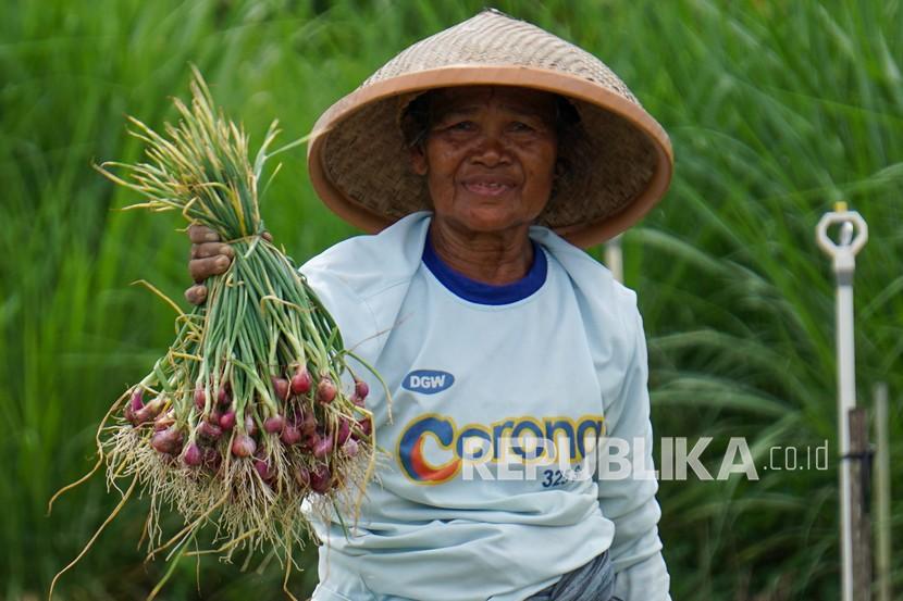 Petani menunjukkan hasil panen bawang merah. Pemerintah Kabupaten Pesisir Selatan, Sumatra Barat, menargetkan daerah itu sebagai salah satu sentra produksi bawang merah. 