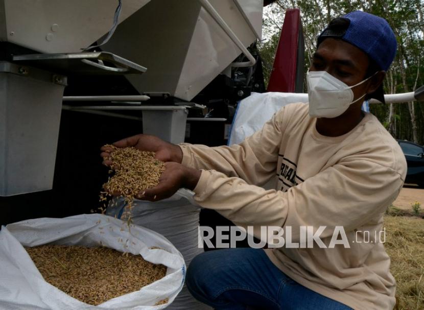 Petani menunjukkan hasil panen padi Gogo Rancah atau padi ladang saat panen perdana di Kabupaten Tulangbawang Barat, Lampung, Sabtu (12/2/2022). Harga Gabah Kering Giling (GKG) tertinggi di tingkat petani di sentra produksi gabah di Provinsi Lampung mencapai Rp 6.525 per kg pada Januari 2023. Sedangkan harga GKG di tingkat penggilingan mencapai Rp 6.625 per kg.