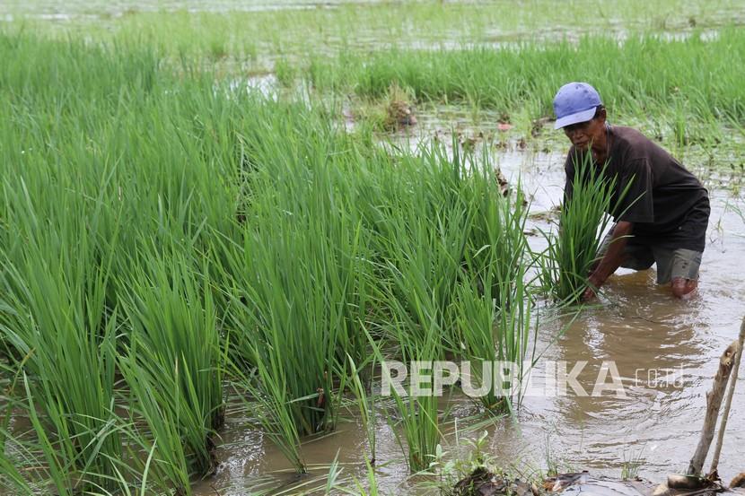 Petani menunjukkan kedalaman batang padi yang terendam banjir di areal persawahan. Belasan Hektare Sawah di Tapanuli Selatan Terancam Puso Akibat Banjir