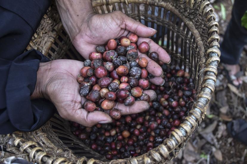 Petani menunjukkan kopi kepada pengunjung pada Festival Coffee Rajadesa Art and Culture di Bumi Perkemahan Rangga Mandala Gunung Gede, Desa Purwaraja, Kecamatan Rajadesa, Kabupaten Ciamis, Jawa Barat.  NTP subsektor perkebunan pada bulan Maret 2023 berada pada posisi tertinggi, yaitu 129,47 atau naik 1,94 persen.  Komoditas yang dominan dalam kenaikan subsektor perkebunan adalah kelapa sawit, kopi dan karet