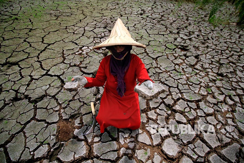 Farmer shows her paddy fields suffered from drought. (Illustration)