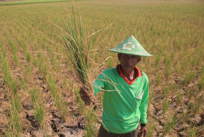 Petani menunjukkan tanaman padi miliknya yang rusak akibat kekeringan di Desa Pegagan, Kecamatan Terisi, Indramayu, Jawa Barat, Senin (15/7/2019).