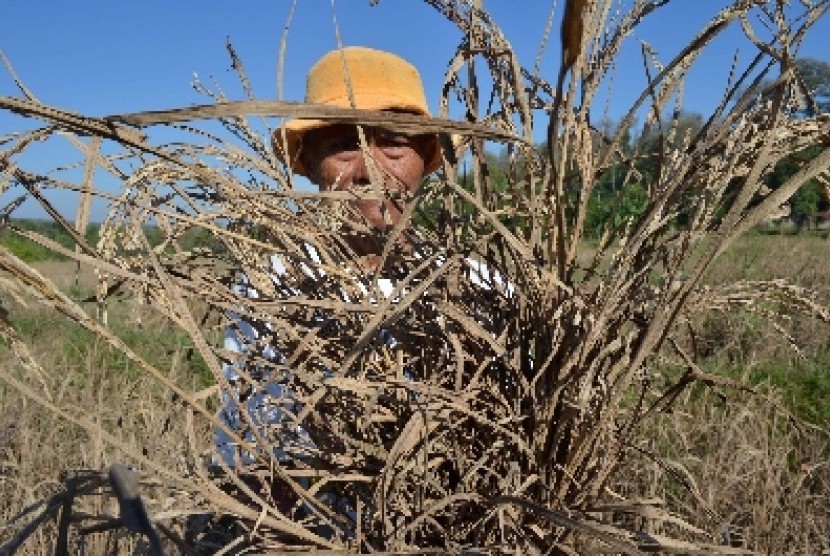 Petani menunjukkan tanaman padinya yang rusak akibat serangan hama wereng.