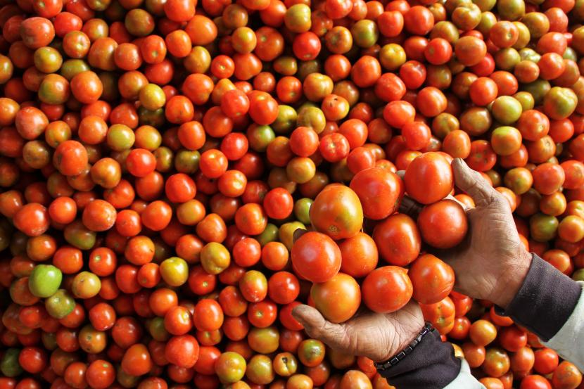 Warga Inggris kekurangan pasokan tomat