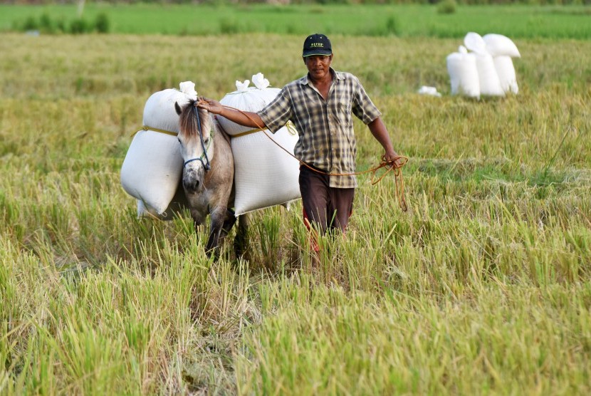 Petani menuntun kuda yang mengangkut padi hasil panennya di Persawahan Samata Gowa, Sulawesi Selatan, Kamis (6/7). 