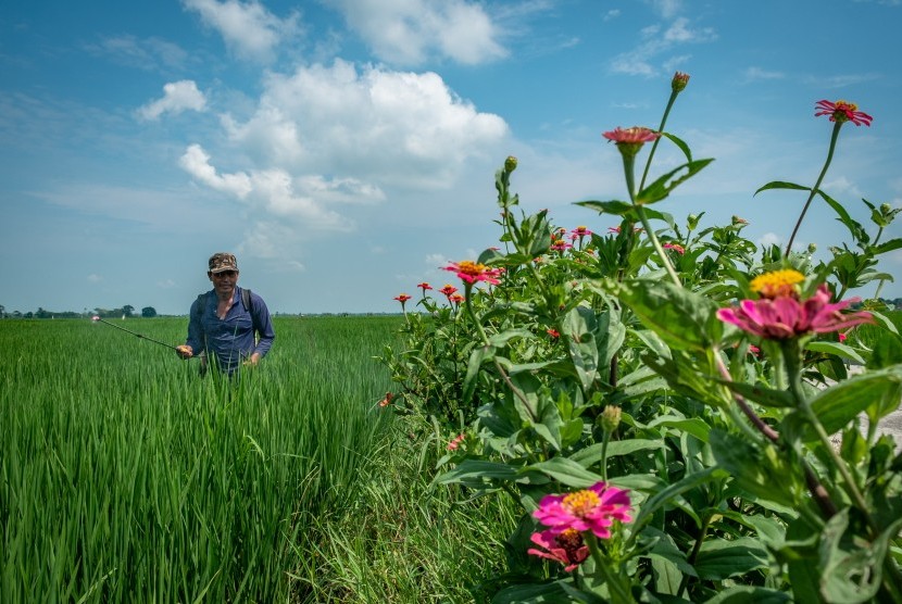 Petani menyemprot padi menggunakan pupuk cair organik di areal persawahan yang telah ditanami tanaman golongan Refugia di Desa Mijen, Kebonagung, Demak, Jawa Tengah, Rabu (9/1/2019).