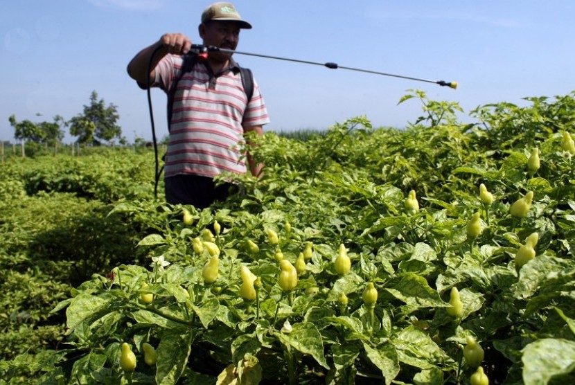 Petani menyemprotkan cairan insektisida pada tanaman cabe di lahan perkebunan cabe rawit di Desa Menang, Kabupaten Kediri, Jawa Timur, Selasa (16/12). 