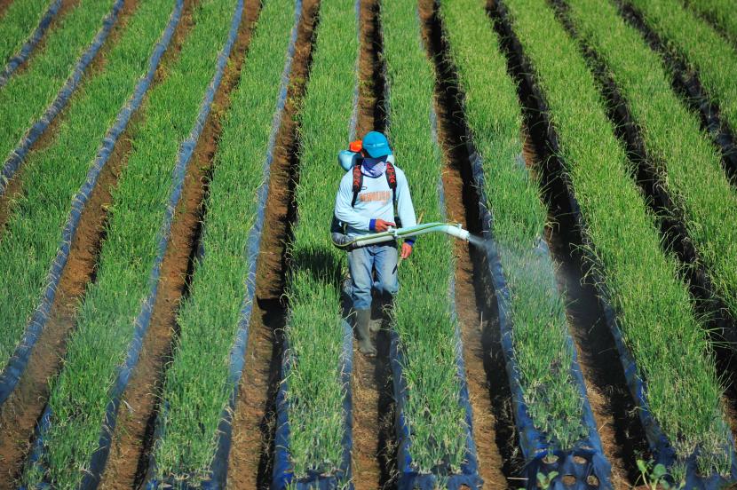 Petani menyemprotkan cairan pestisida pada tanaman bawang merah di Kebun Baru, Kayu Aro Barat, Kerinci, Jambi. Sektor pertanian menyumbang pertumbuah ekonomi tertinggi di Jambi.