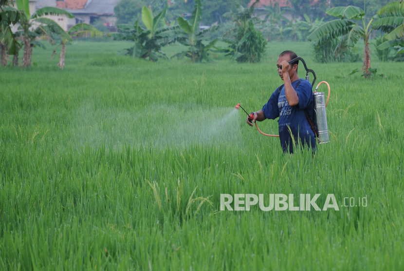 Petani menyemprotkan cairan pestisida pada tanaman padi di Kelurahan Barurambat Timur, Pamekasan, Jawa Timur, Kamis (5/3/2020).(Antara/Saiful Bahri)