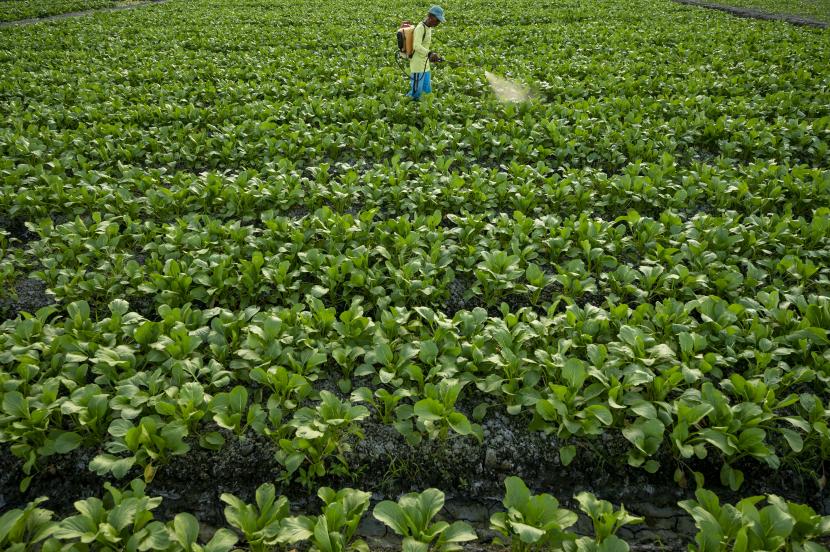 Petani menyemprotkan pupuk cair ke tanaman sayurnya (ilustrasi). Nilai Tukar Petani Hortikultura (NTPH) di Provinsi Kalimantan Timur (Kaltim) pada Juni 2022 mencapai 118,84 atau naik 7,45 persen ketimbang bulan sebelumnya yang tercatat 111,39.