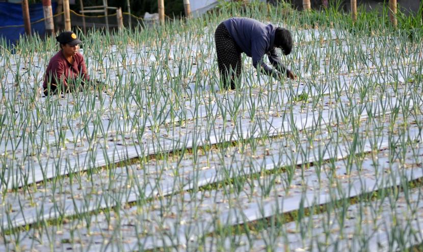Petani menyiangi ladang daun bawang prei di Nagari Sungai Pua, Kabupaten Agam, Sumatera Barat, Rabu (10/2/2021). Menurut petani, harga bawang daun prei di tingkat petani naik menjadi Rp4.500 per kilogram dari sebelumnya Rp3.000 per kilogram.