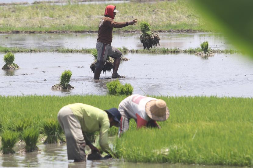Petani menyiapkan bibit tanaman padi di kawasan pertanian, (ilustrasi). PLN mendukung program ketahanan pangan masyarakat, khususnya mendorong tumbuhnya ekonomi nasional.