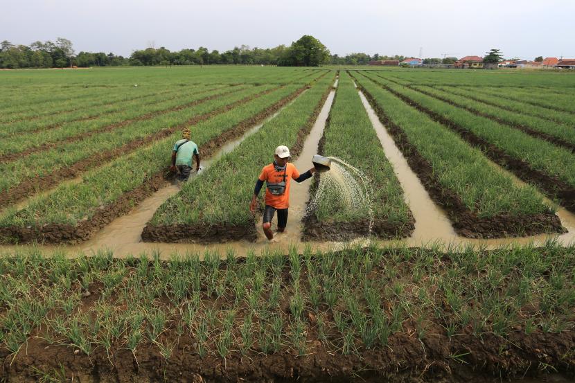 Petani menyiram tanaman bawang merah di Kertajati, Majalengka, Jawa Barat,  Ahad (4/9/2022). Petani padi di daerah itu beralih menanam bawang merah saat musim kemarau karena harga jualnya lebih tinggi sehingga lebih menguntungkan. 