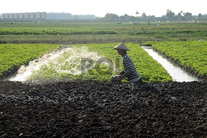 Petani menyirami tanah di persawahan yang ditanami padi di kawasan Batu Ceper, Tangerang, Banten, Kamis (7/1).