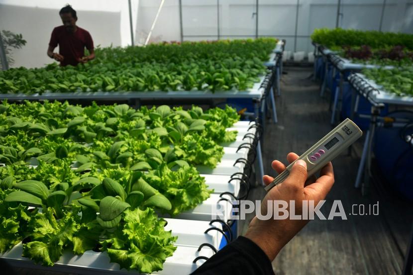 Petani merawat sayuran yang ditanam dalam rumah kasa (screen house) di Makassar, Sulawesi Selatan, Senin (29/11/2021). Berbagai jenis sayuran yang ditanam dengan sistem hidroponik dalam rumah kasa tersebut sebagai inovasi pada sektor pertanian dalam mendukung ketahanan pangan. 