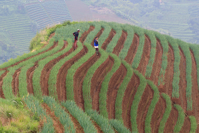Petani merawat tanaman bawang di kawasan lereng Ciremai, Argapura, Majalengka, Jawa Barat, Selasa (29/12).