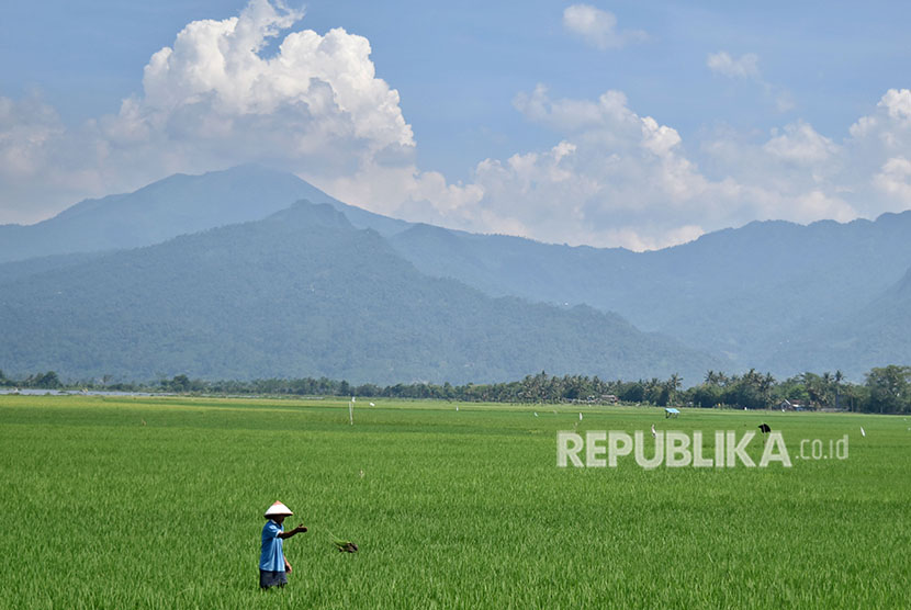 Rice fields in Ambarawa, Semarang, Central Java.
