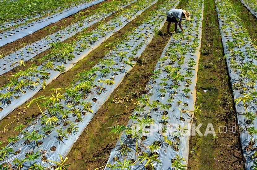 Petani merawat tanaman porang di Dusun Babakan, Desa Cikoneng, Kabupaten Ciamis, Jawa Barat, Selasa (4/1/2022). Kementerian Pertanian menargetkan luas tanam umbi porang pada tahun 2024 akan mencapai 100 ribu hektare dibandingkan saat ini yang baru 10 ribu hektare lahan.