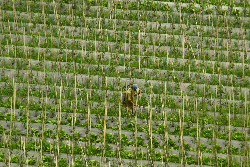 Petani merawat tanaman sayuran di ladangnya Desa Sukamukti, Kabupaten Tasikmalaya, Jawa Barat, Senin (31/10).