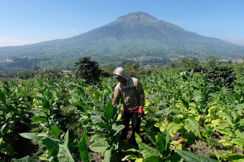 (ILUSTRASI) Petani merawat tanaman tembakau di ladang kawasan lereng Gunung Sindoro, Kabupaten Temanggung, Jawa Tengah.