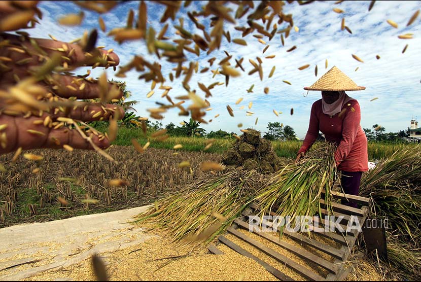 Petani merontokan gabah saat panen padi di Bogor, Jawa Barat, Senin (8/1). Perum Bulog memasang target penyerapan beras sebesar 2,7 juta ton pada 2018.