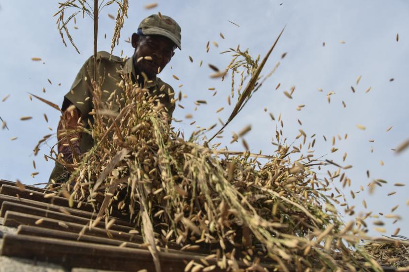 Petani merontokan padi (ilustrasi). Kepala Pimpinan Kantor Cabang Bulog Cirebon, Jawa Barat, Budi Sultika memastikan akan terus menyerap beras petani, meskipun saat ini sudah melebihi target penyerapan 38 ribu ton.