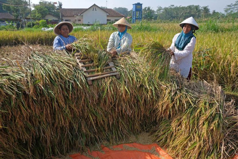 Petani merontokan padi saat panen padi di persawahan, Temanggung, Jawa Tengah (ilustrasi)