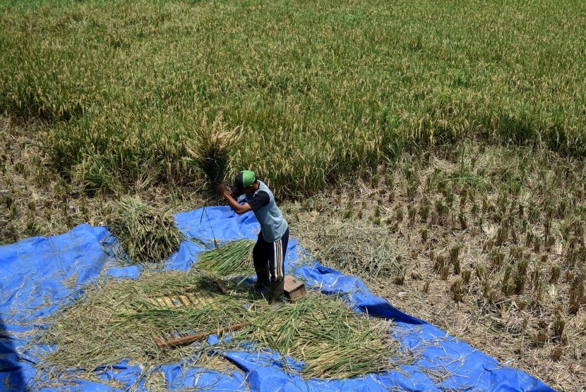 Petani merontokkan bulir padi secara manual.