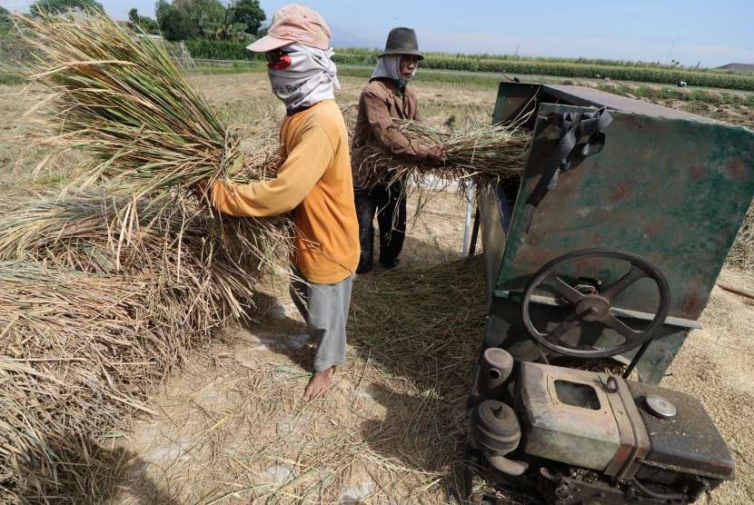 Petani merontokkan gabah saat panen di area persawahan Desa Doko, Kediri, Jawa Timur, Kamis (2/8)