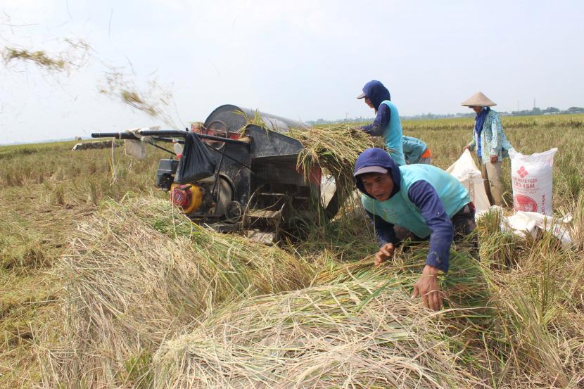 Petani merontokkan padi di areal persawahan (ilustrasi).  Indonesia tercatat mengalami surplus beras sejak 2019 dan diproyeksi berlanjut hingga 2022. 