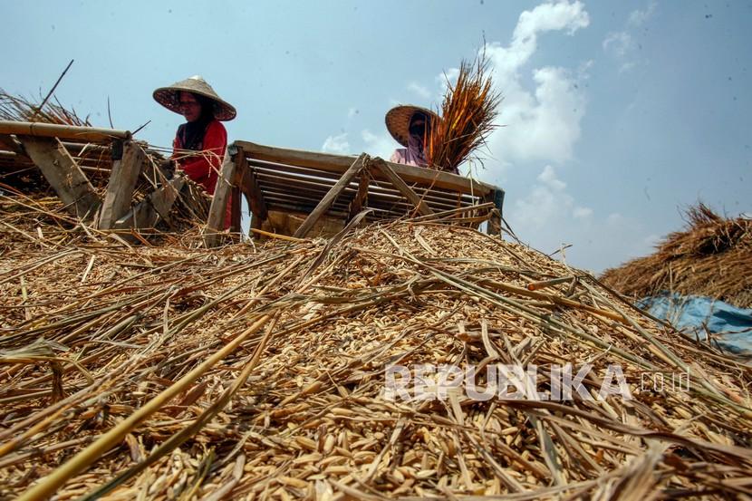 Petani merontokkan padi saat panen di Bogor, Jawa Barat, Senin (23/8). Pembentukan Badan Pangan Nasional (BPN) yang tertuang dalam Perpres Nomor 66/2021 berpotensi memperkuat ketahanan pangan nasional. 