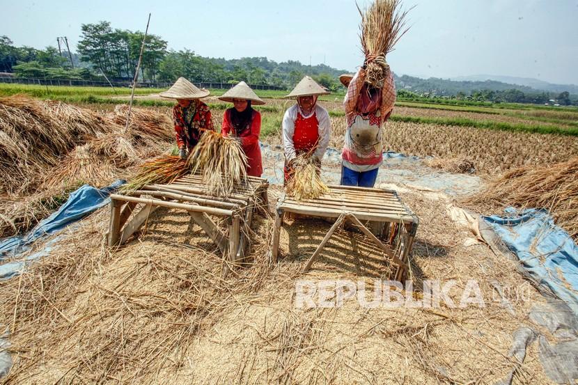 Himpunan Petani dan Peternak Milenial Indonesia (HPPMI) mendorong Pemerintah Kabupaten (Pemkab) Bogor, Jawa Barat agar menjadikan pertanian sebagai sektor prioritas pemulihan ekonomi. Ilustrasi