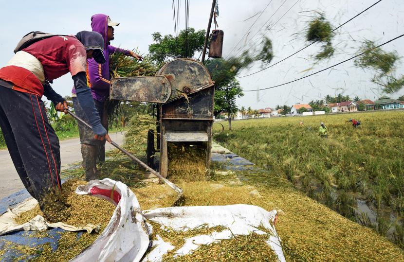 Petani merontokkan padi yang baru dipanen. Kementan salurkan bantuan ke Aceh guna mewujudkan ketahanan pangan. Ilustrasi.