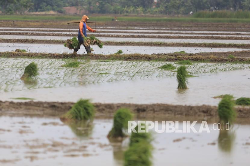 Petani meyiapkan benih padi saat mulai penanaman di kawasan sawah desa Pabean Udik, Indramayu, Jawa Barat, Sabtu (11/12/2021). 