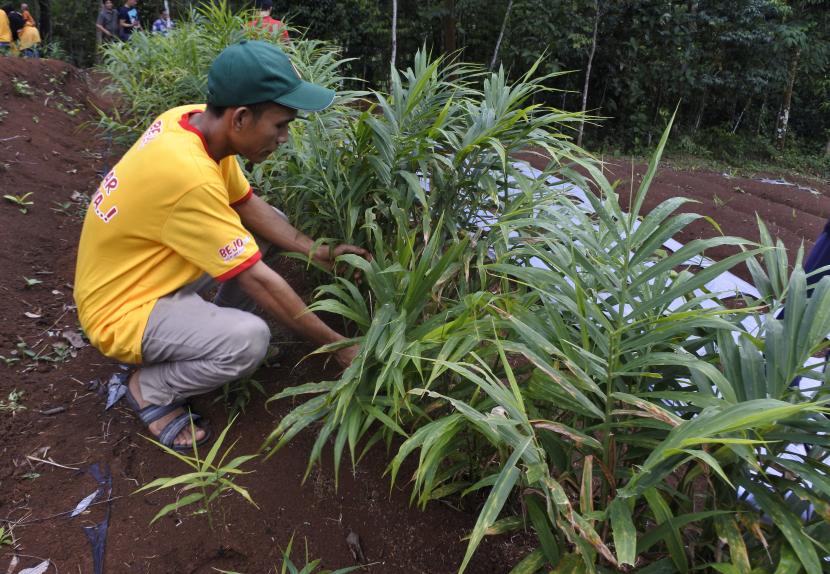 Petani menyiangi tanaman jahe merah di Kampung Cikarang, Muncang, Lebak, Banten, Rabu (16/8/2022). 