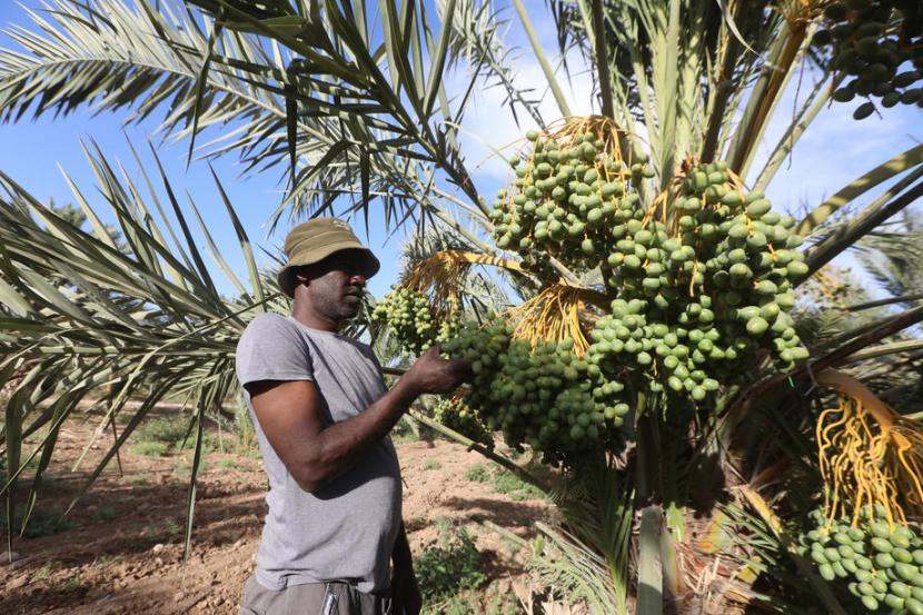 Petani Palestina di kebun kurma yang berada di Lembah Yordan. Sebanyak 12 ribu warga Palestina di Lembah Yordan mayoritas bergantung pada pertanian. Ilustrasi. 