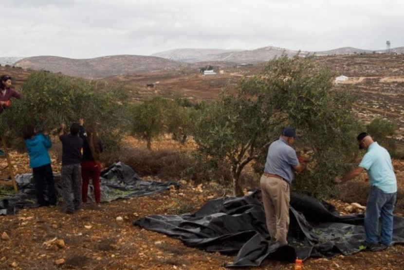 Petani Palestina memanen buah zaitun di ladang.