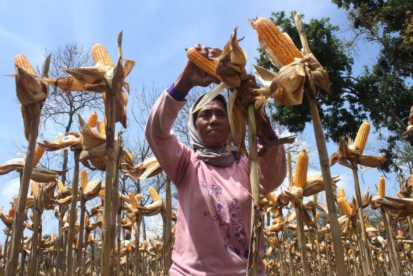 Petani memanen jagung