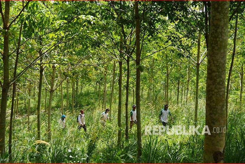 Petani peserta program Hutan Kemasyarakatan melintasi pohon karet yang ditanam Lahan Gunung Langkaras, Tebing Siring, Kabupaten Tanah Laut.