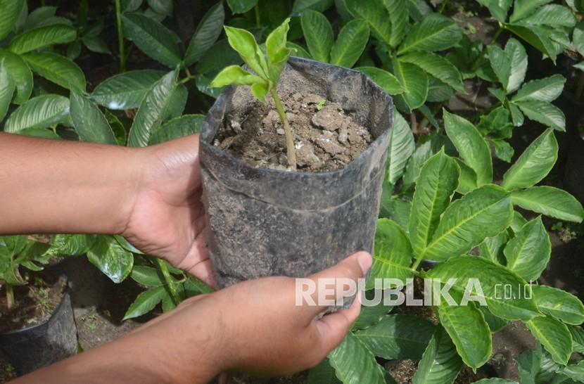 Petani porang (Amorphophallus oncophyllus) menunjukkan tanaman budidayanya dalam polybag (ilustrasi). Ekspor porang Indonesia naik 40 persen dalam lima tahun terakhir.