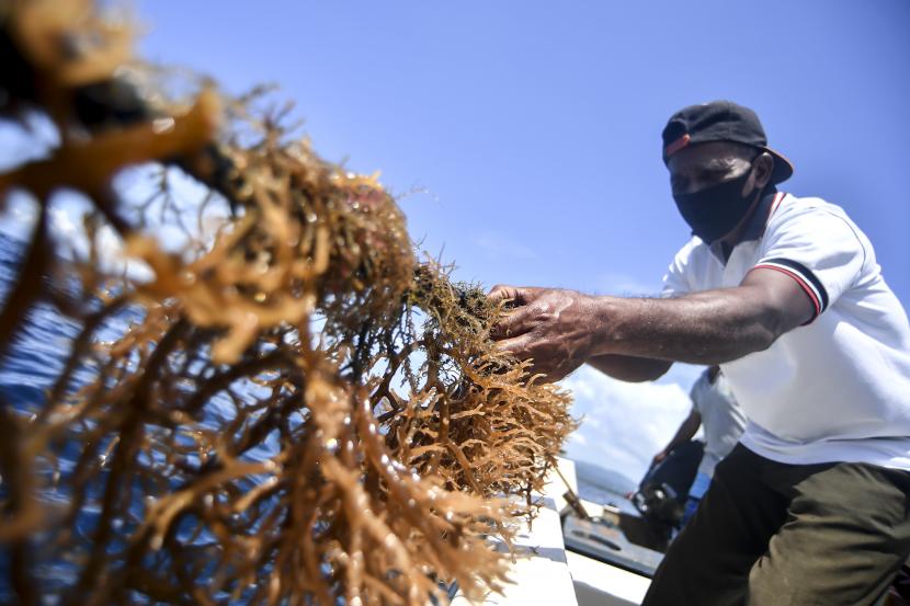 Petani rumput laut memanen rumput lautnya di Desa Nuruwe, Seram Bagian Barat, Maluku (ilustrasi). Kementerian Kelautan dan Perikanan menyebut, rumput laut bisa jadi alternatif pangan berbasis tumbuhan.