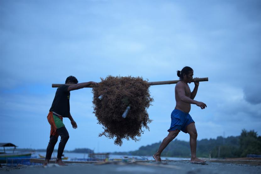 Petani rumput laut mengangkat hasil panennya.